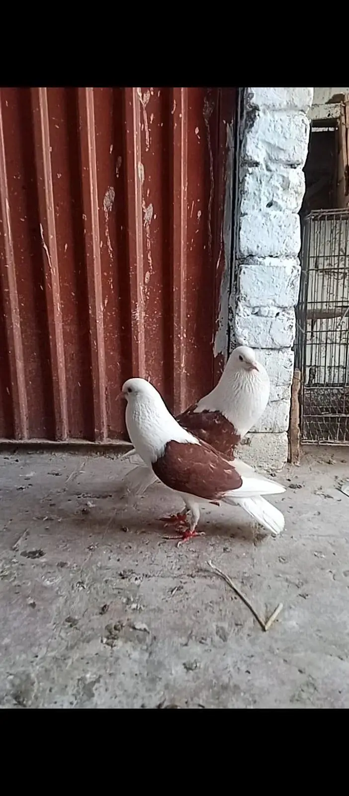 shield cropper  Gubara breeder pair with eggs — photo 4