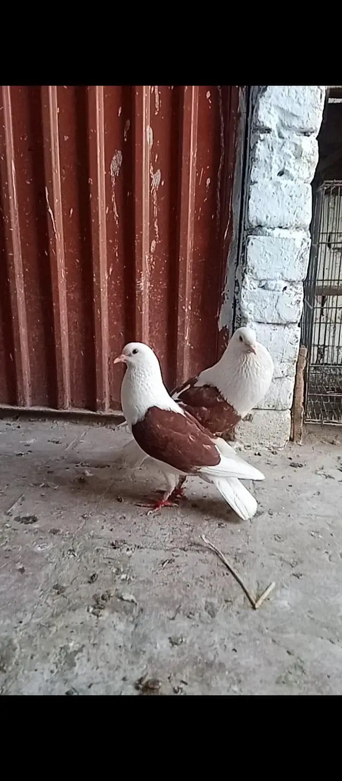 shield cropper  Gubara breeder pair with eggs — photo 5