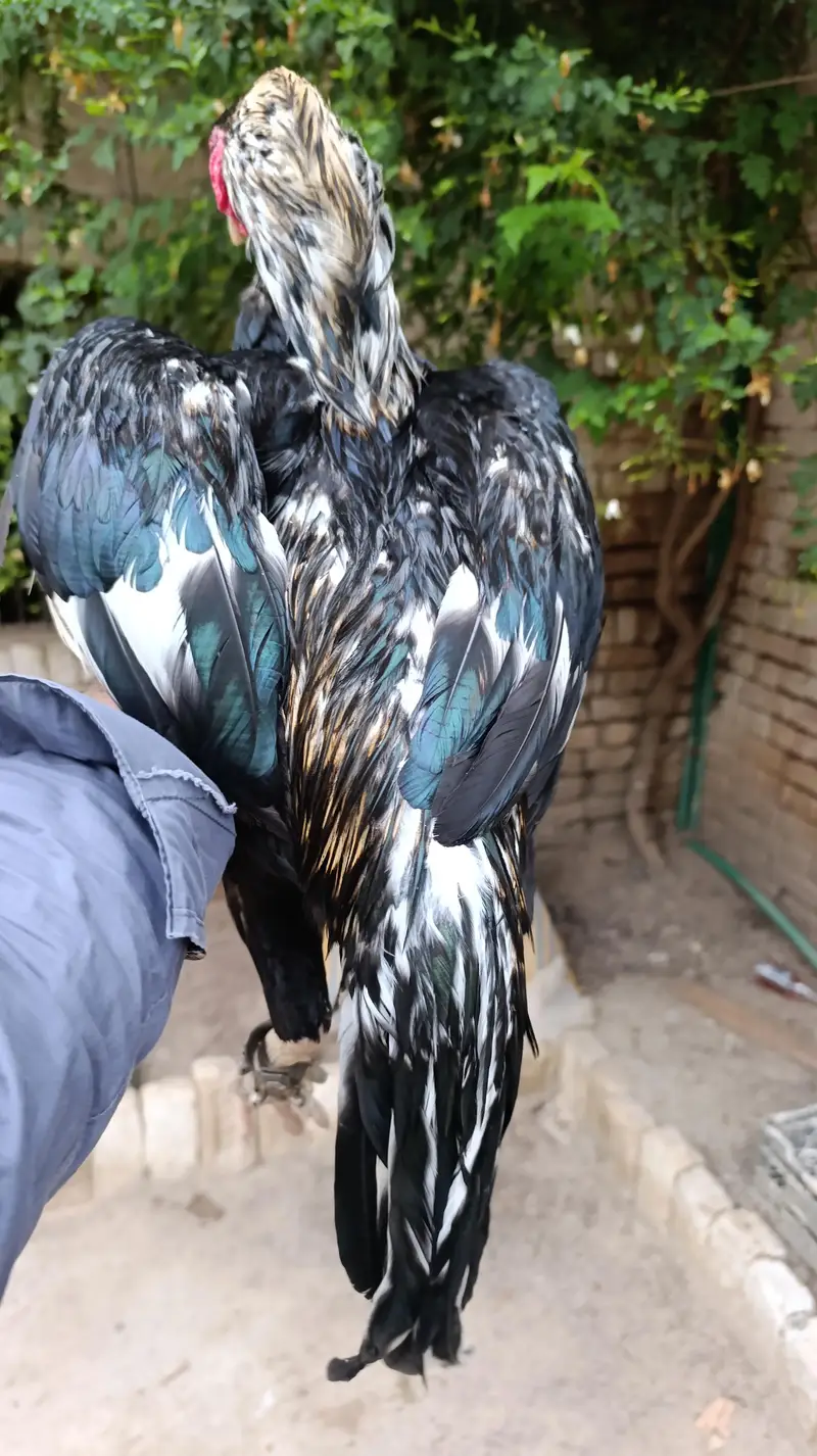 Aseel lassani murgha available for sale — photo 2