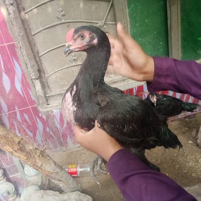 Aseel Thai ha black color ha