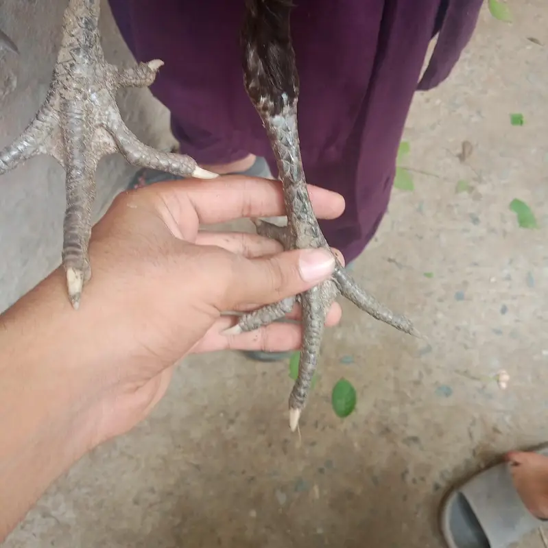 Aseel Thai ha black color ha — photo 8