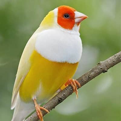 Gouldian Finches All Colors available