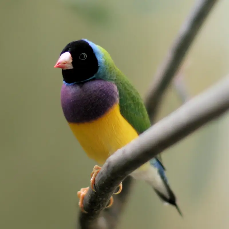 Gouldian Finches All Colors available — photo 4