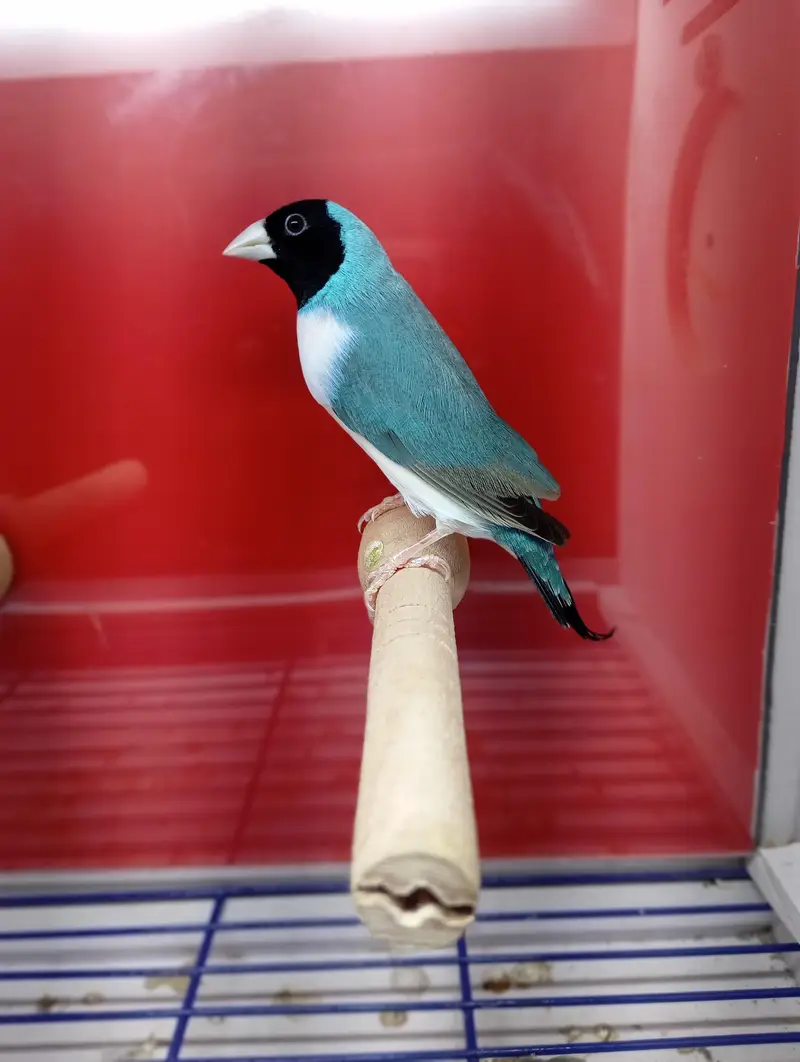 Gouldian Finches All Colors available — photo 5
