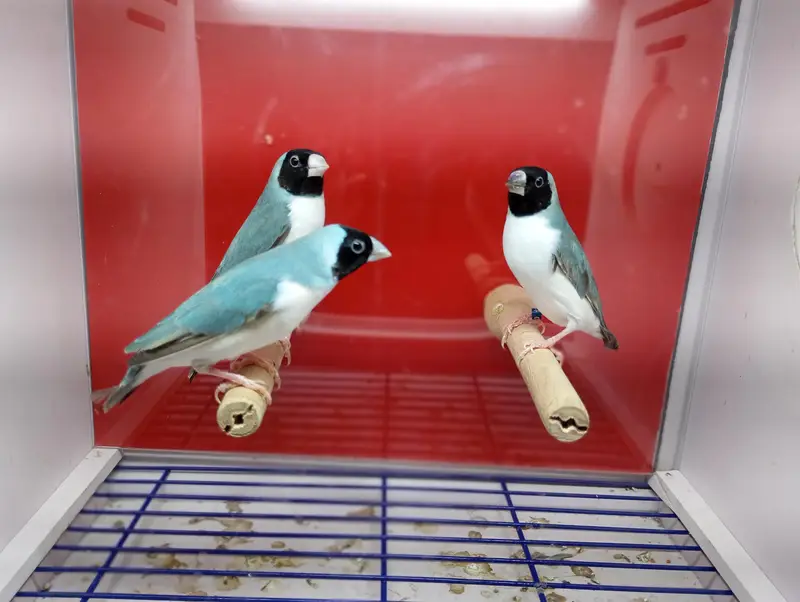 Gouldian Finches All Colors available — photo 6