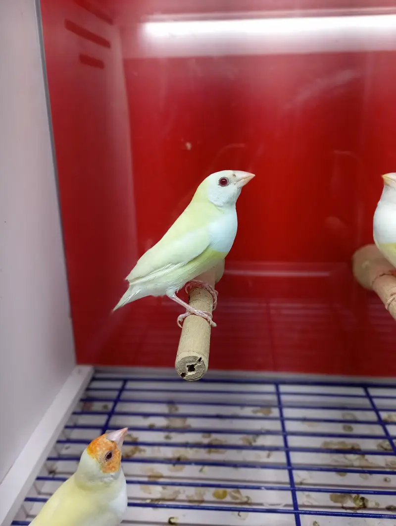 Gouldian Finches All Colors available — photo 7