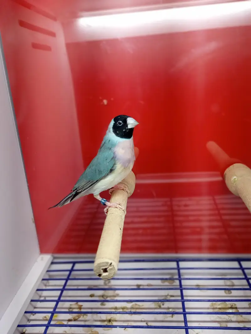 Gouldian Finches All Colors available — photo 8