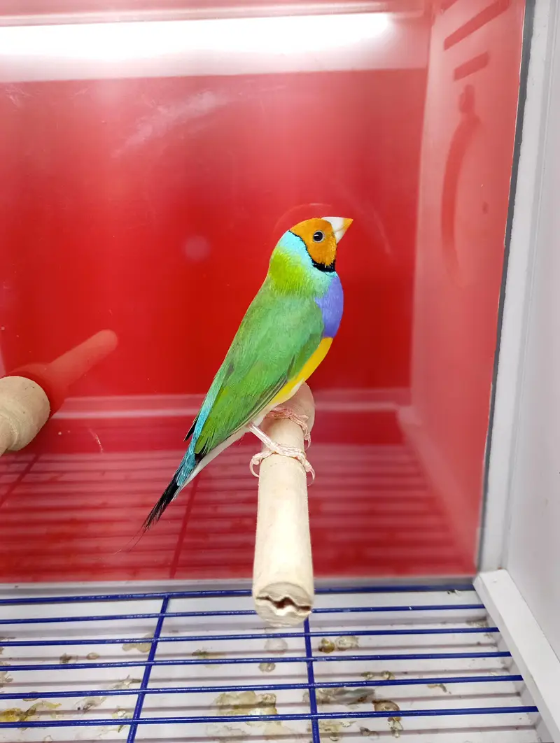 Gouldian Finches All Colors available — photo 9