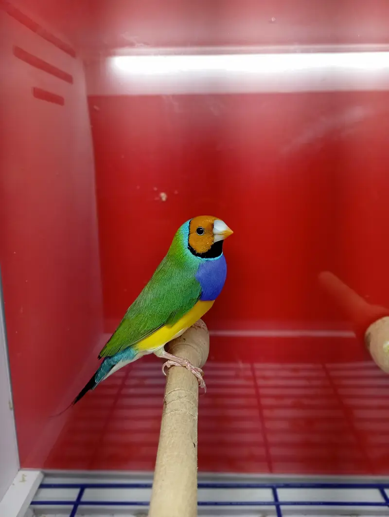 Gouldian Finches All Colors available — photo 10