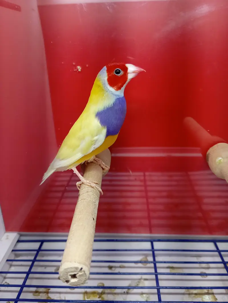 Gouldian Finches All Colors available — photo 11