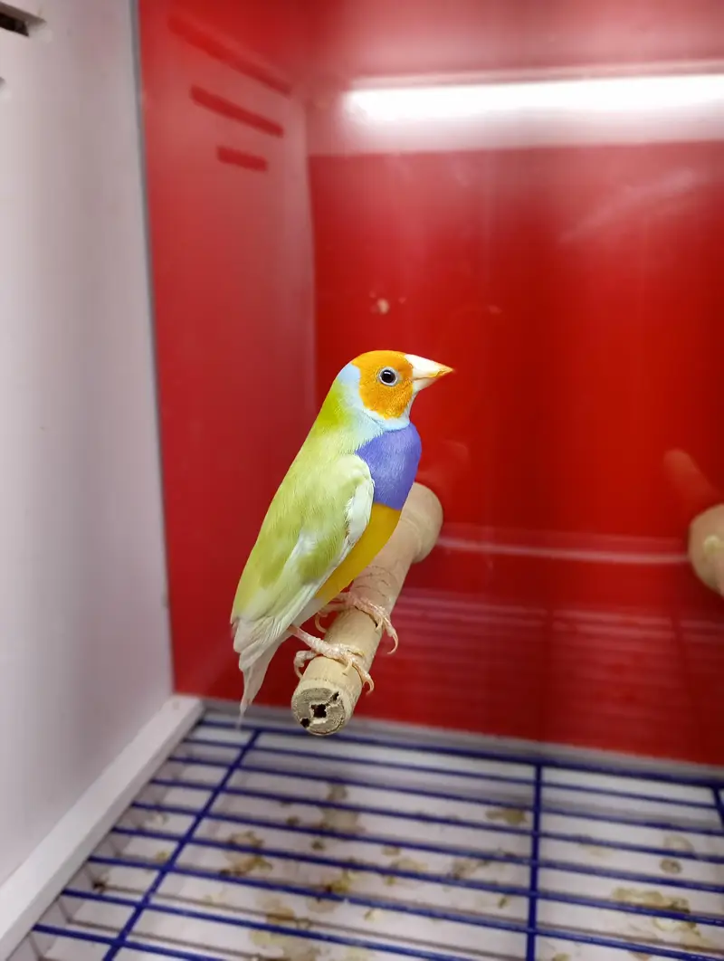 Gouldian Finches All Colors available — photo 12