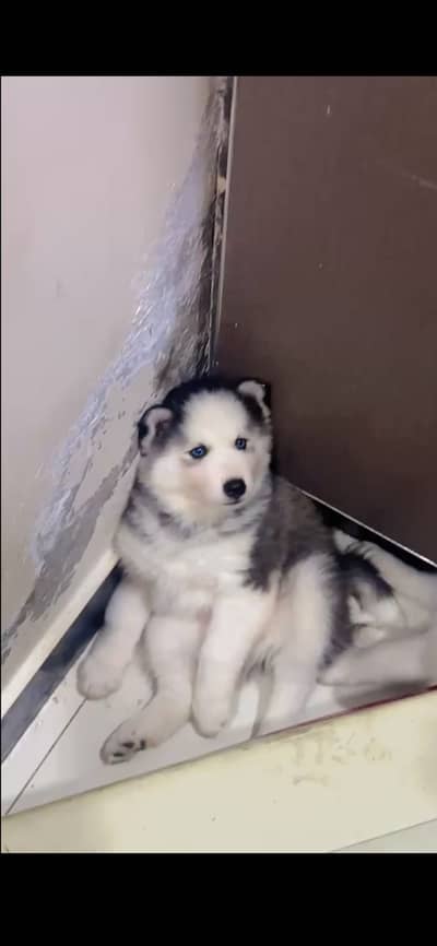 Siberian husky female for sale