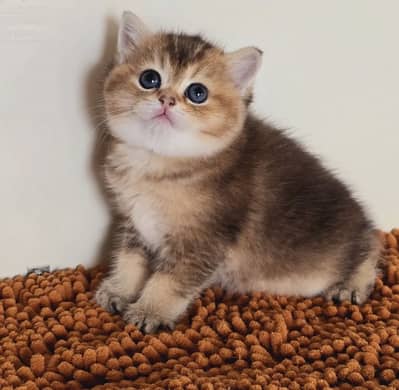 Rare Golden British Shorthair Kitten