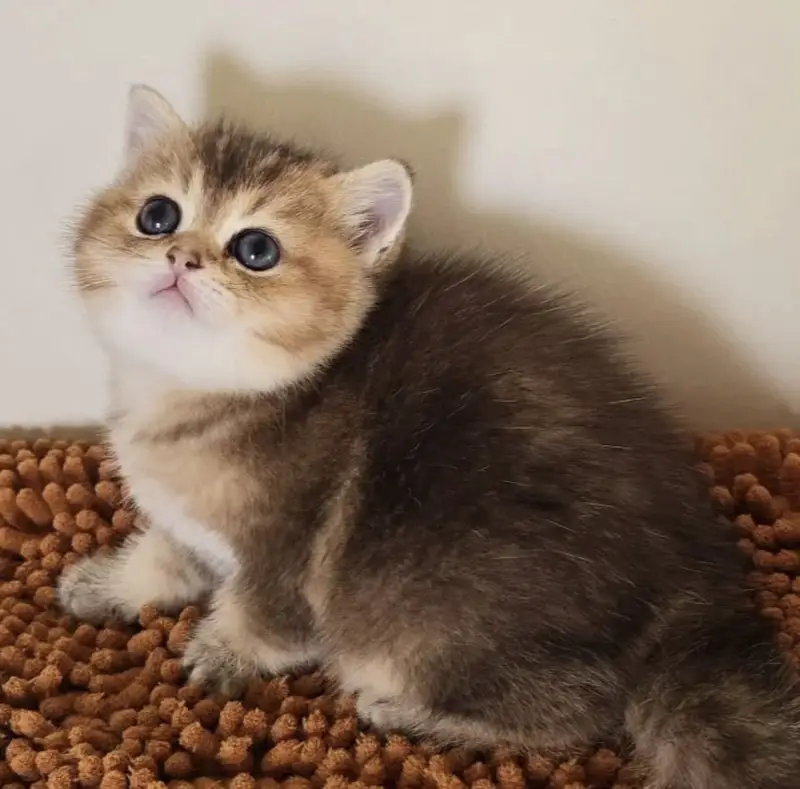 Rare Golden British Shorthair Kitten — photo 2