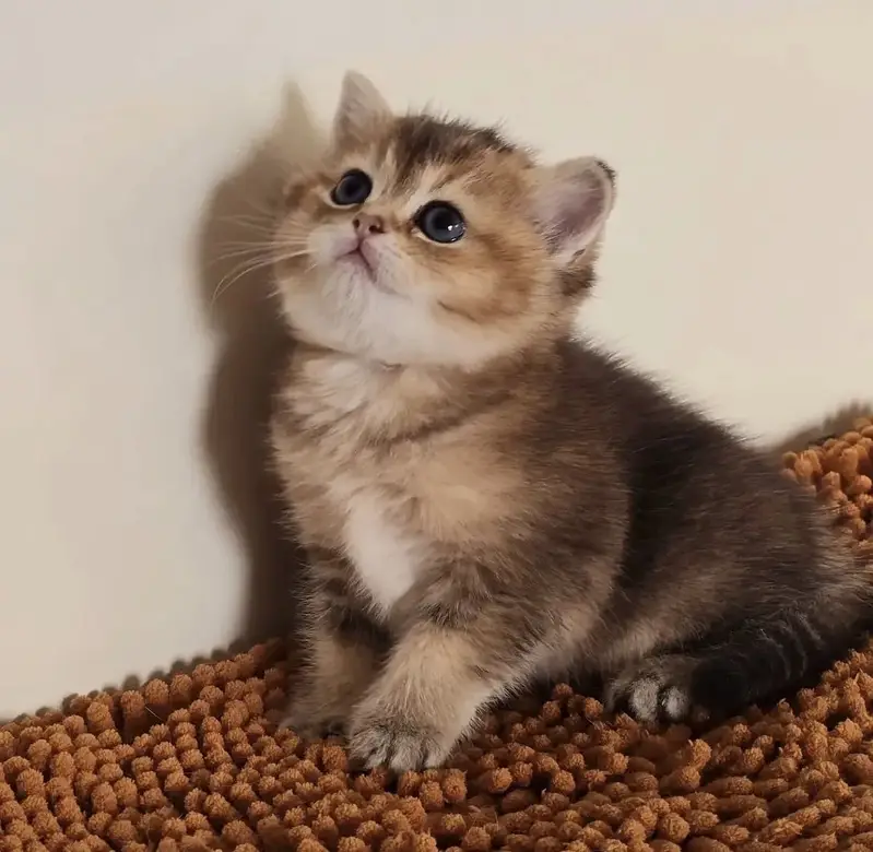 Rare Golden British Shorthair Kitten — photo 3