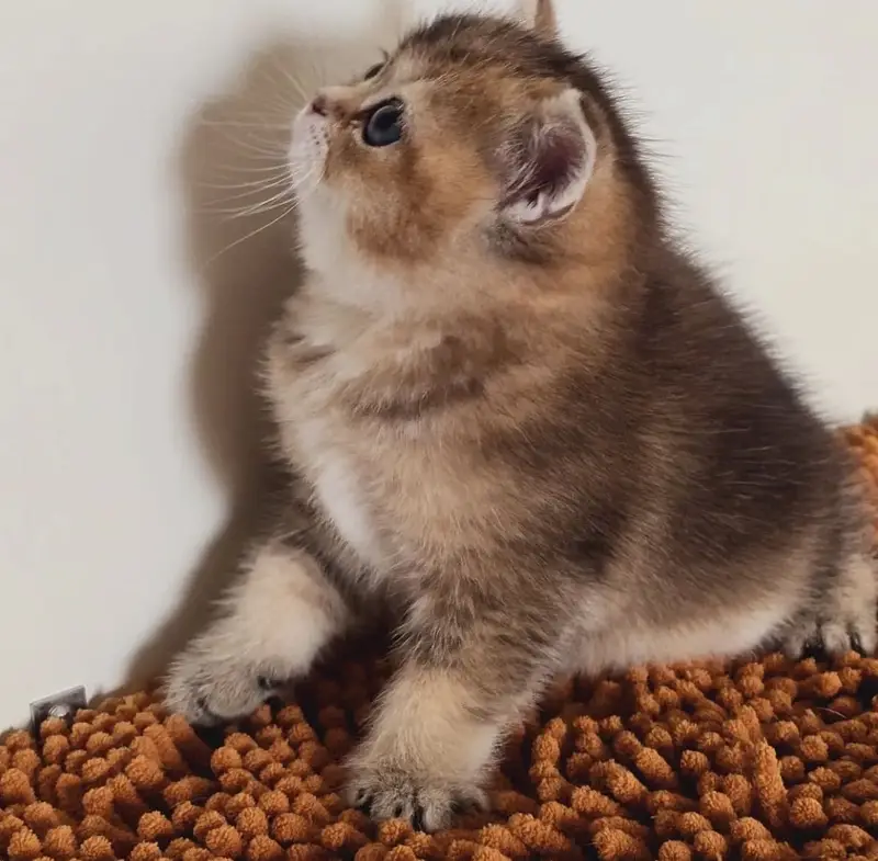 Rare Golden British Shorthair Kitten — photo 4
