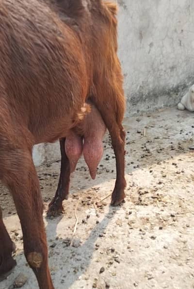 Desi Teddy bakri doodh wali 03324262191