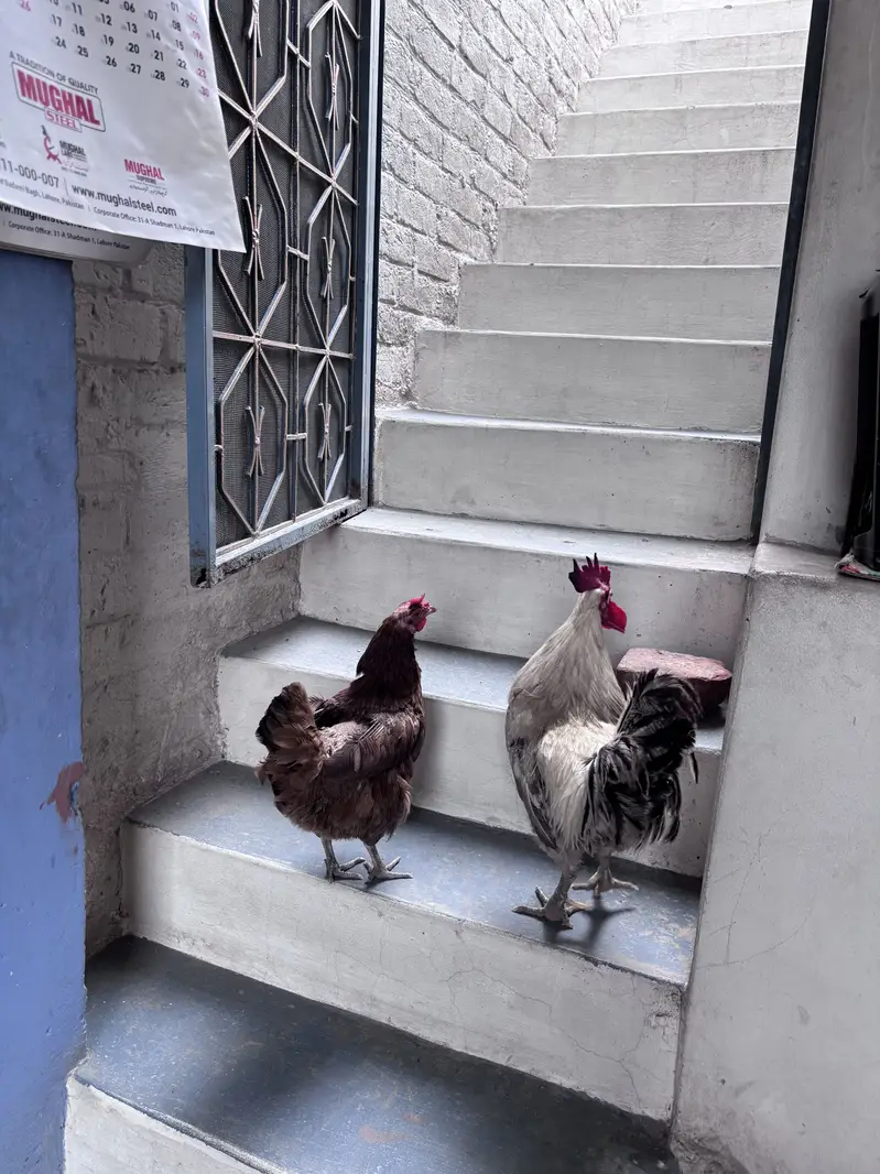 Active and healthy Hens — photo 2