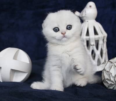 SCOTTISH FOLD | IMPORTED | PUREBRED