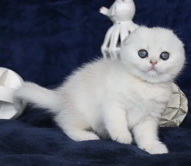 SCOTTISH FOLD | IMPORTED | PUREBRED — photo 3