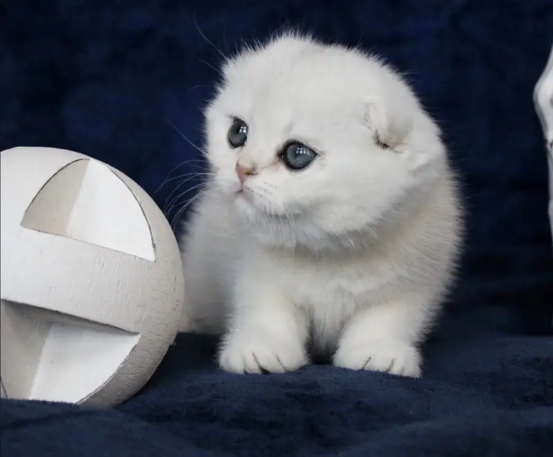 SCOTTISH FOLD | IMPORTED | PUREBRED — photo 4