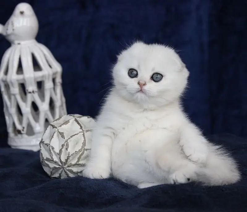 SCOTTISH FOLD | IMPORTED | PUREBRED — photo 5