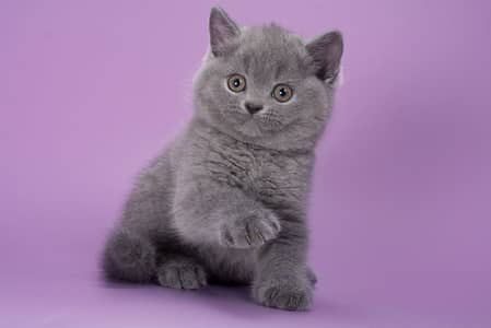 British Shorthair