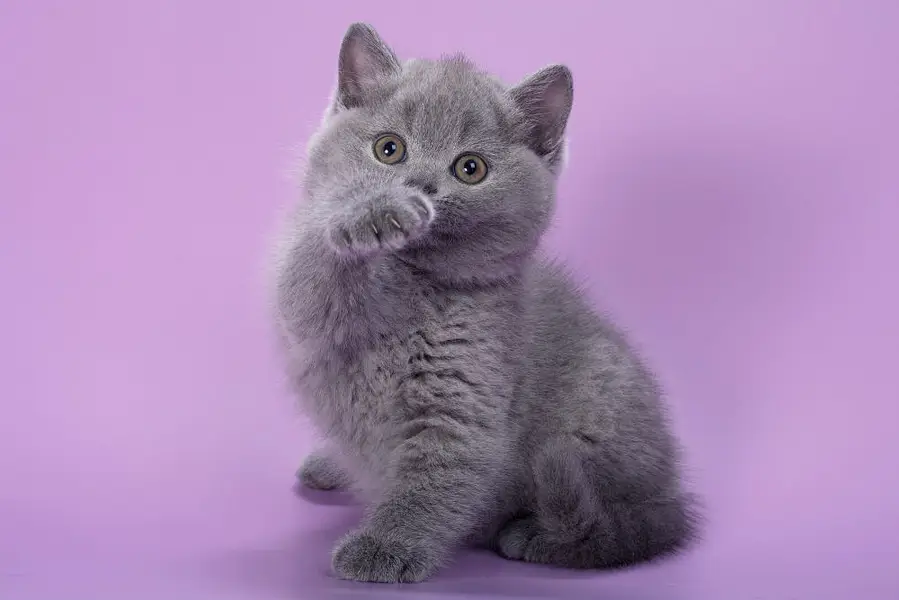 British Shorthair — photo 2