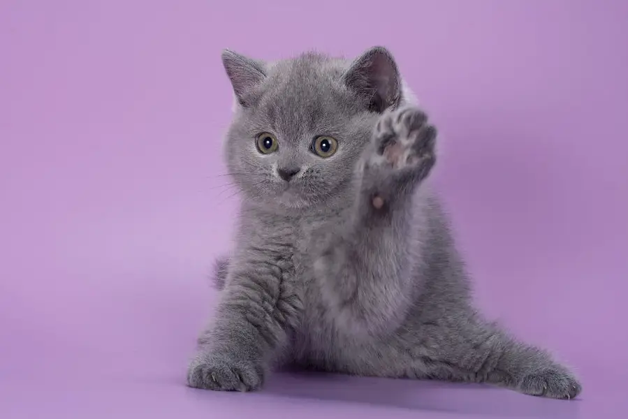 British Shorthair — photo 3