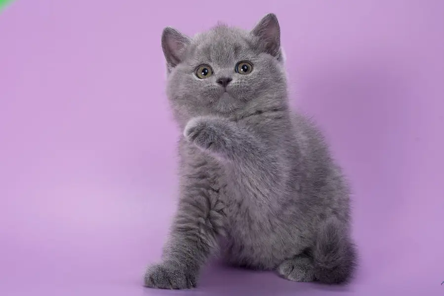 British Shorthair — photo 4