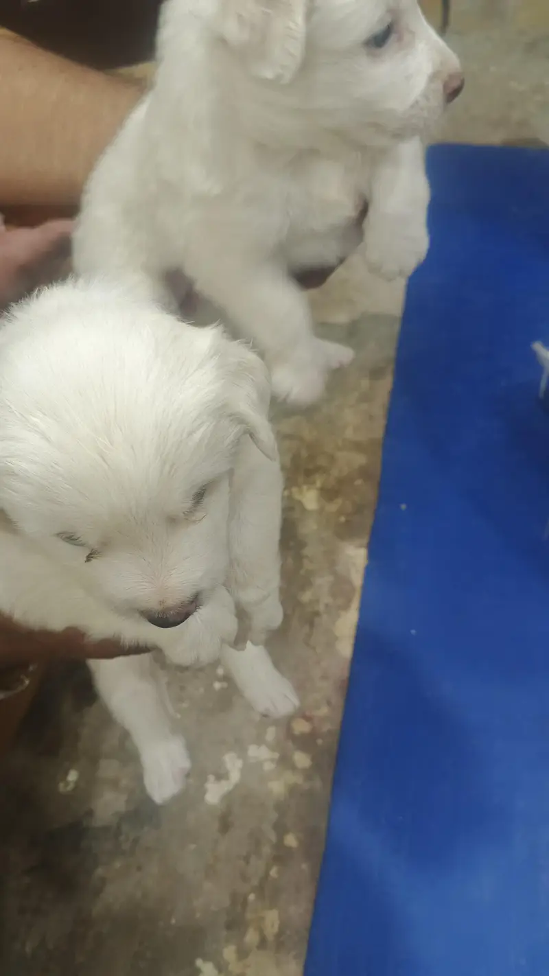 russion dog pair for sale