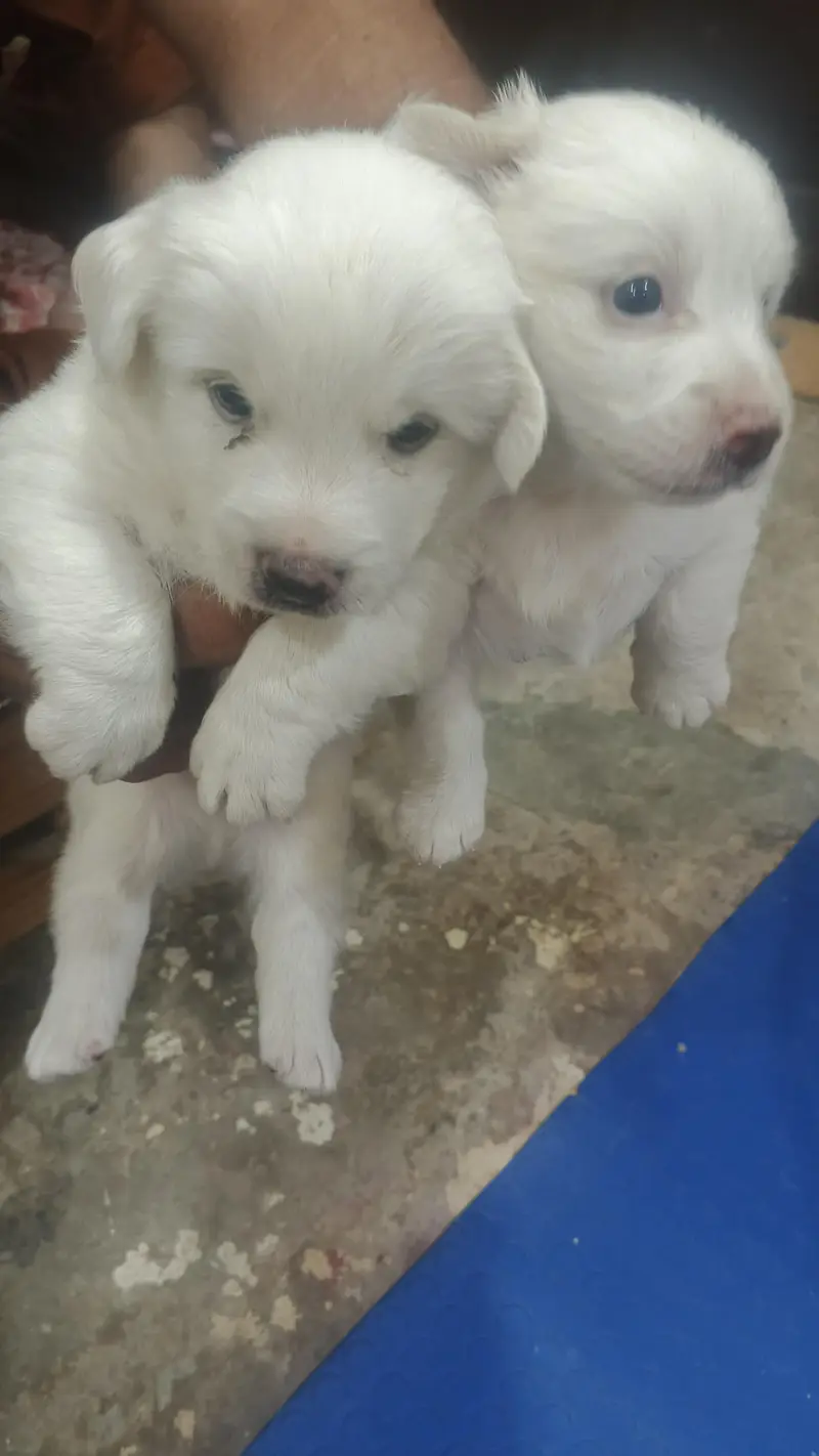 russion dog pair for sale — photo 2