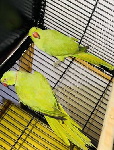 Kashmiri breadr pair