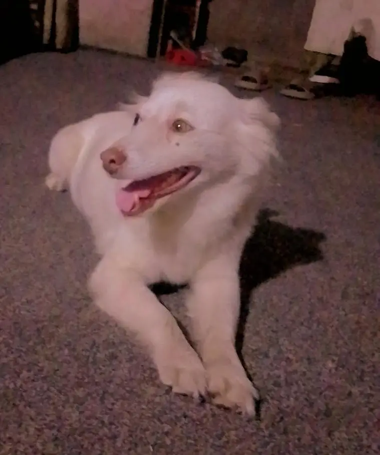 Indian freyed beautiful very happy dog