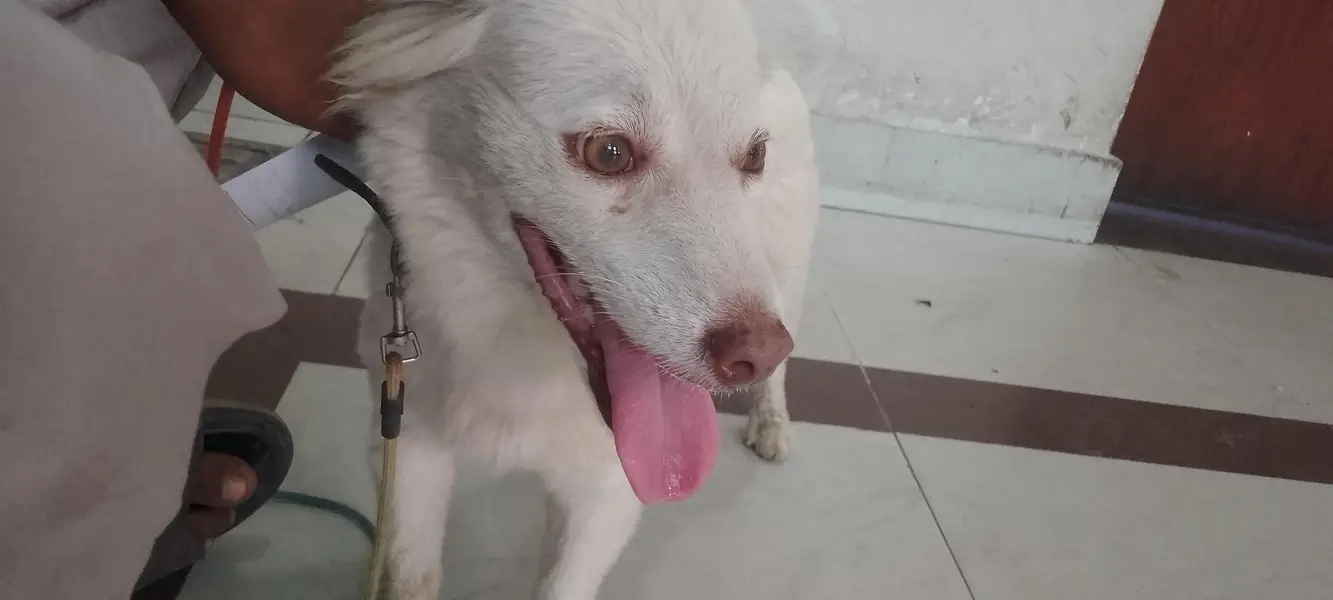 Indian freyed beautiful very happy dog — photo 2