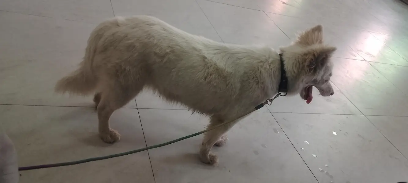 Indian freyed beautiful very happy dog — photo 3