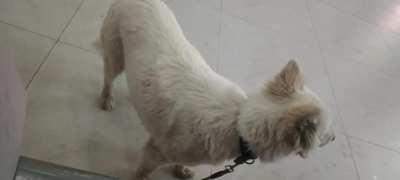 Indian freyed beautiful very happy dog — photo 4