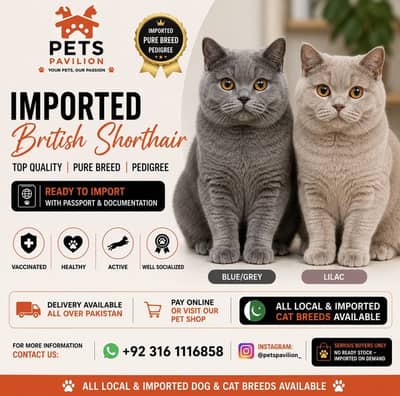 British Shorthair Kitten Golden Brown