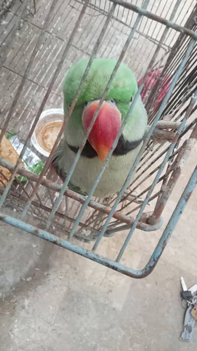 talking raw parrot