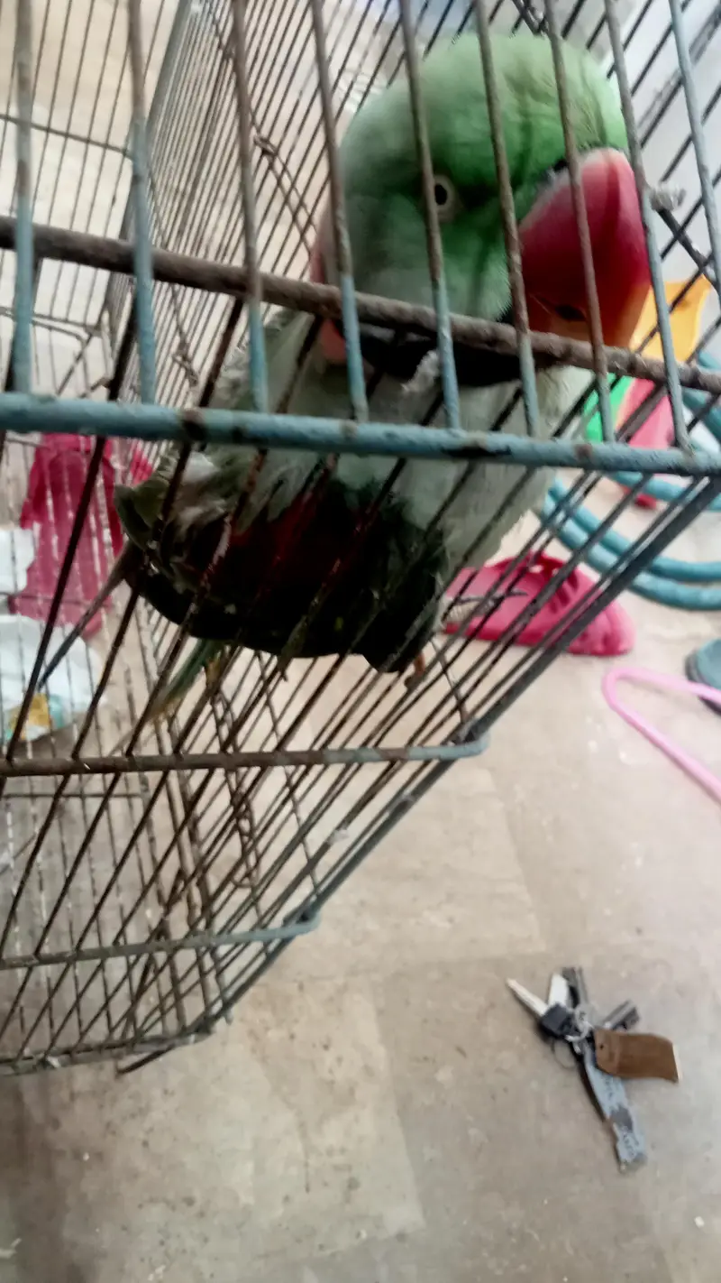 talking raw parrot — photo 2