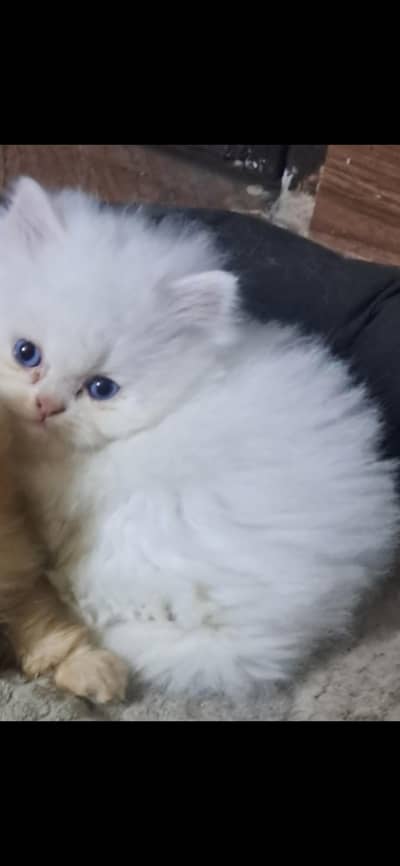 Persian cat with blue eyes only serious costumers colntact discount bh