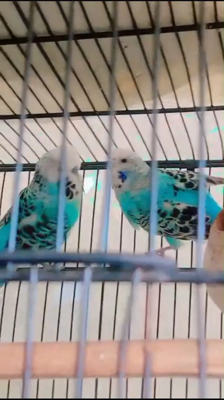 Sky Blue(white face) KING SIZE EXHIBITION PAIR BIRD FOR SALE — photo 3