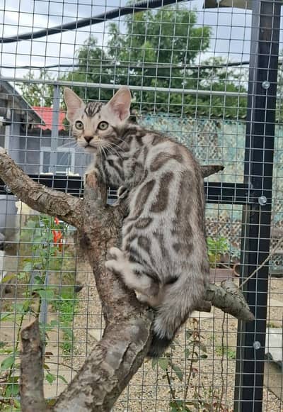Bengal Kittens | Imported | Purebred
