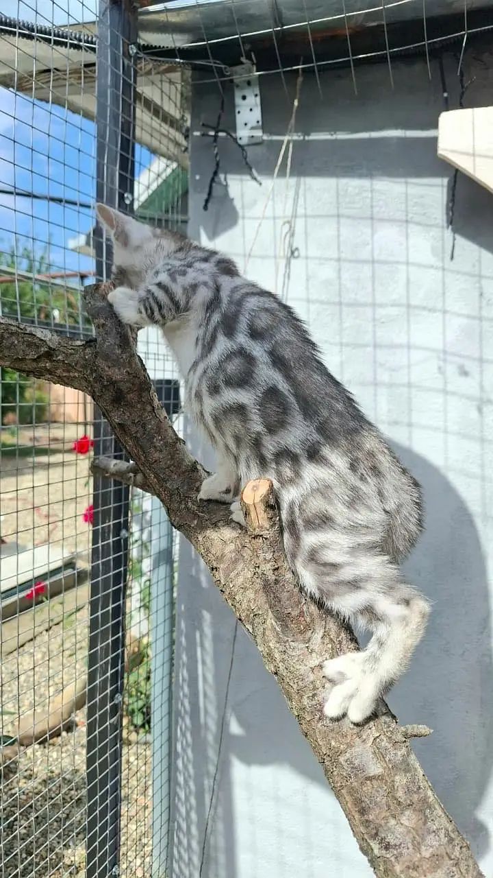 Bengal Kittens | Imported | Purebred — photo 2