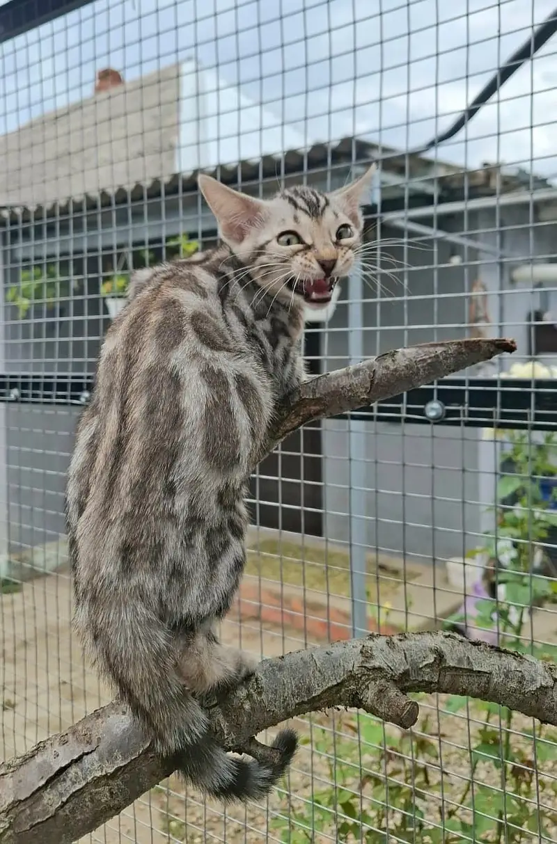 Bengal Kittens | Imported | Purebred — photo 3