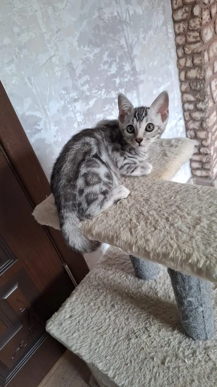 Bengal Kittens | Imported | Purebred — photo 4
