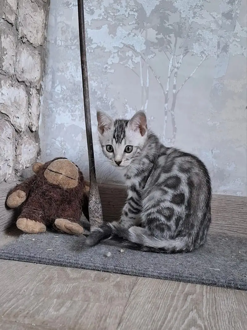 Bengal Kittens | Imported | Purebred — photo 5