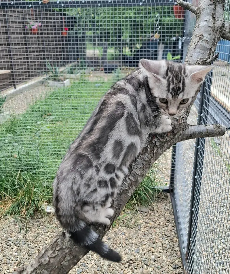 Bengal Kittens | Imported | Purebred — photo 6