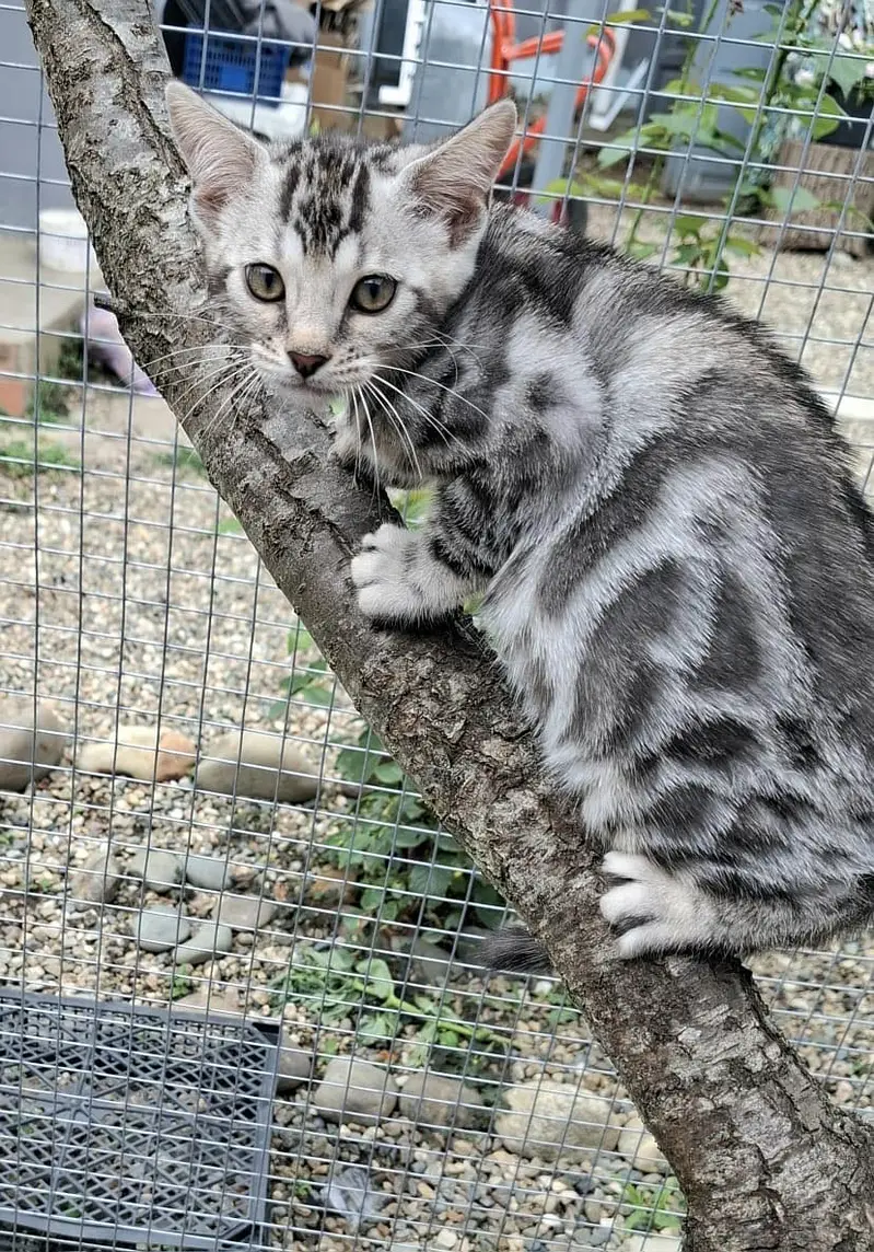 Bengal Kittens | Imported | Purebred — photo 7