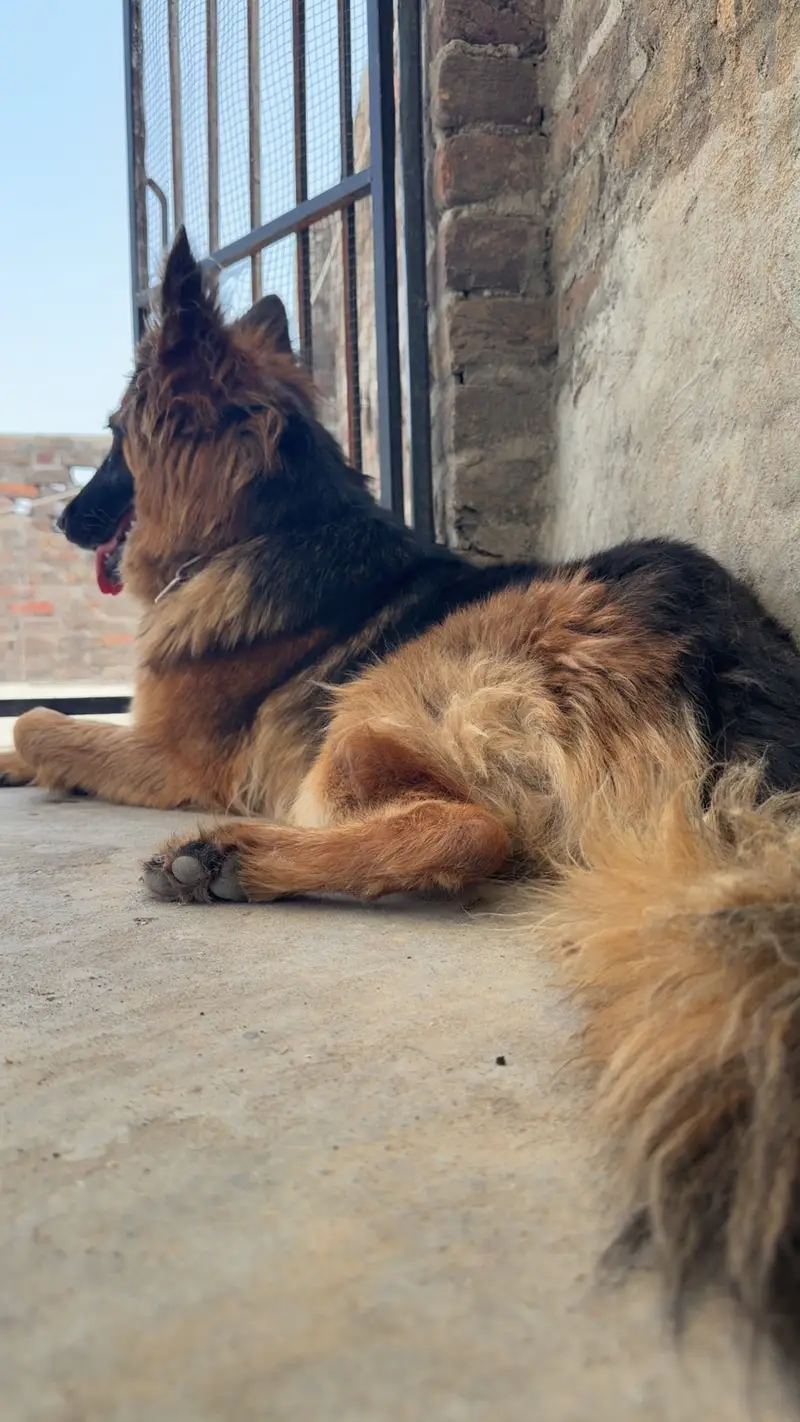German shepherd — photo 2